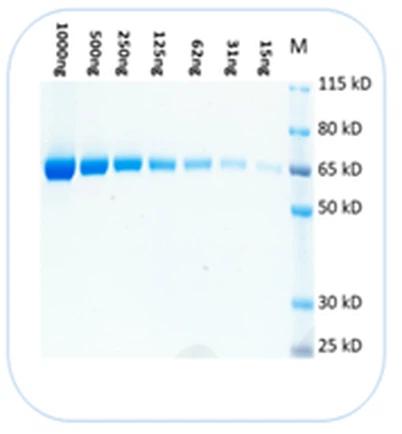 Protein Stain Buffer tillverkad i USA